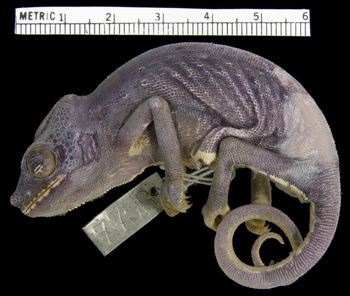 Media type: image; Herpetology R-7758